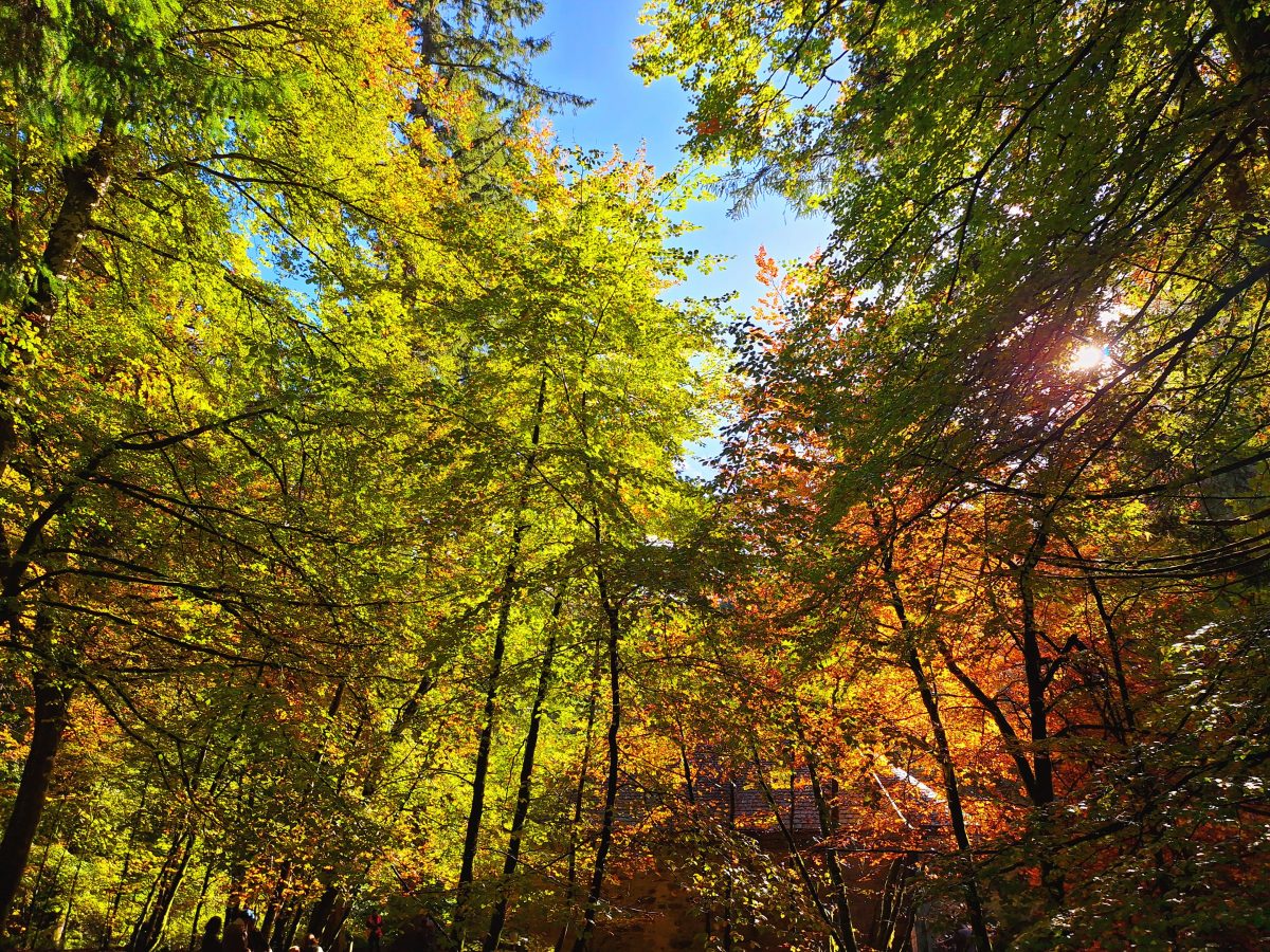 photo of woods in autumn with sunshine